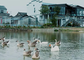 《雁歸》（巢湖市黃麓鎮）