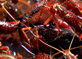 《稻蝦肥   鄉村美》（烔煬鎮）